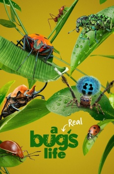 A Real Bug’s Life