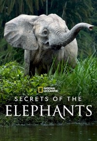 Secrets of the Elephants